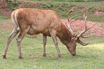 Dear. Благородный олень (Cervus elaphus). Настоящий олень. Настоящие олени. Что ест олень.