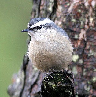 Chinese nuthatch Species of bird