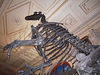Skelettrekonstruktion Iguanodon im NHM Wien.JPG
