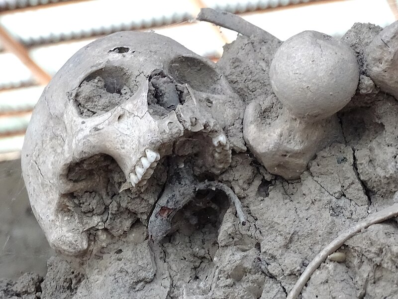 File:Skull and Bones in Mass Grave - Quba Soyqirimi Memorial Comoplex - Quba - Azerbaijan (17852724439).jpg