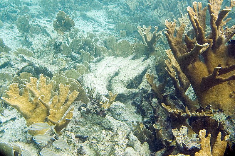 File:Smallmouth grunt Haemulon chrysargyreum and elkhorn coral Acropora palmata (2412819097).jpg