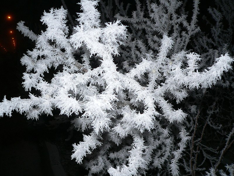 صورة:Snow crystallization in Akureyri 2005-02-26 19-03-37.jpeg
