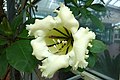 Solandra longiflora - Brooklyn Botanic Garden - Brooklyn, NY - DSC08024.JPG