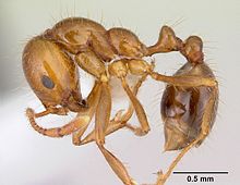 Solenopsis saevissima casent0178144 Profil 1.jpg