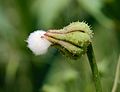 * Nomination Forming fruit of a Smooth-Sow Thistle -- Alvesgaspar 14:34, 5 May 2010 (UTC) * Promotion Looks good to med, but is it really foaming? Juliancolton 20:31, 5 May 2010 (UTC)