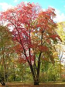 Sourwood Tree, Elizabeth Park, West Hartford, CT - October 31, 2010.jpg