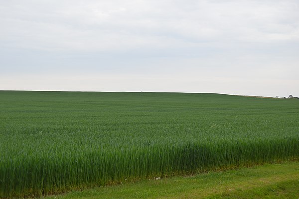 Wheat field on Southwest Road