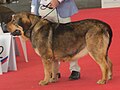 Spanish Mastiff, sable