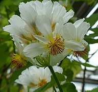 State Flower of Mali