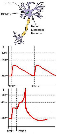 Fig. 1: Spatial and temporal summation. Two EPSPs innervated in rapid succession sum to produce a larger EPSP, or an action potential in the postsynaptic cell. Spatial summation.JPG