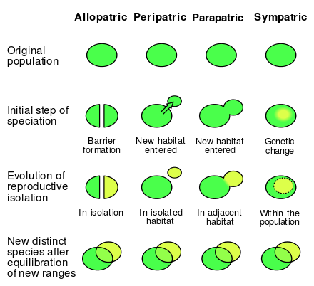 Examples of speciation affecting gene flow.