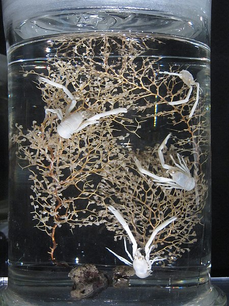 File:Specimen of Uroptychus nigricapillis with gorgonian corals.JPG