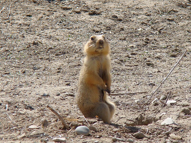 File:Spermophilus fulvus Baikonur 01.jpg