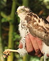 * Nomination Young hawk (Accipiter nisus). Female, Ready to be ringed. Famberhorst 16:23, 29 June 2014 (UTC) * Decline DoF too shallow - only claw and eye are focussed but not the feathers. Sorry, no QI. --Cccefalon 10:47, 30 June 2014 (UTC)