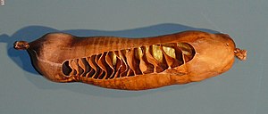 Spiraldarm des Karibikammenhai (Ginglymostoma cirratum).jpg