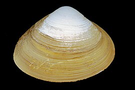 Atlantic surf clam