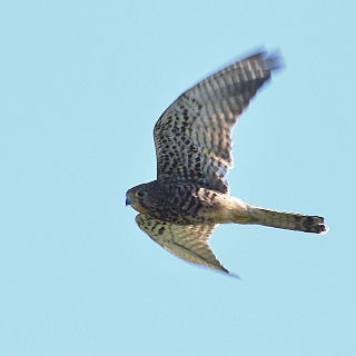 <span class="mw-page-title-main">Spotted kestrel</span> Species of bird