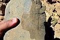 Цигла од блата за жигом за изградњу зигурата и храма Набу код Борсипа, Ирак, 6. Век п.н.е.