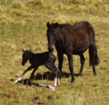 Finally, the colt got free of the afterbirth. And just in time, because some dogs came sniffing around