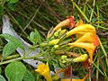 Starr-090430-7007-Streptosolen jamesonii-flowers-Enchanting Floral Gardens of Kula-Maui (24326878803).jpg