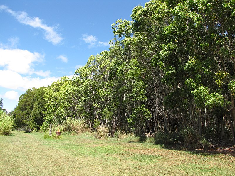 File:Starr-090804-3752-Acacia mangium-Niftal planting with other species-MISC HQ Piiholo-Maui (24877922871).jpg