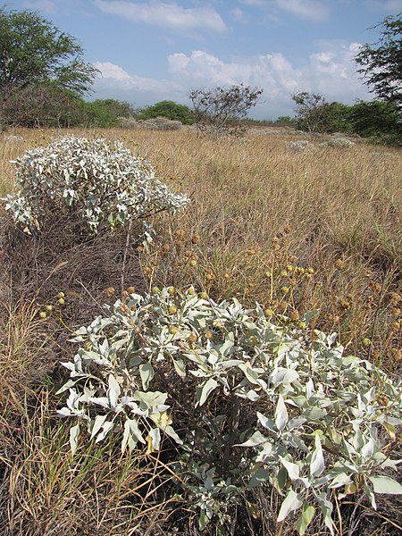 File:Starr-130422-4260-Encelia farinosa-habit-Kahului-Maui (24579763204).jpg