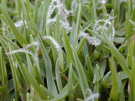 Pennisetum clandestinum