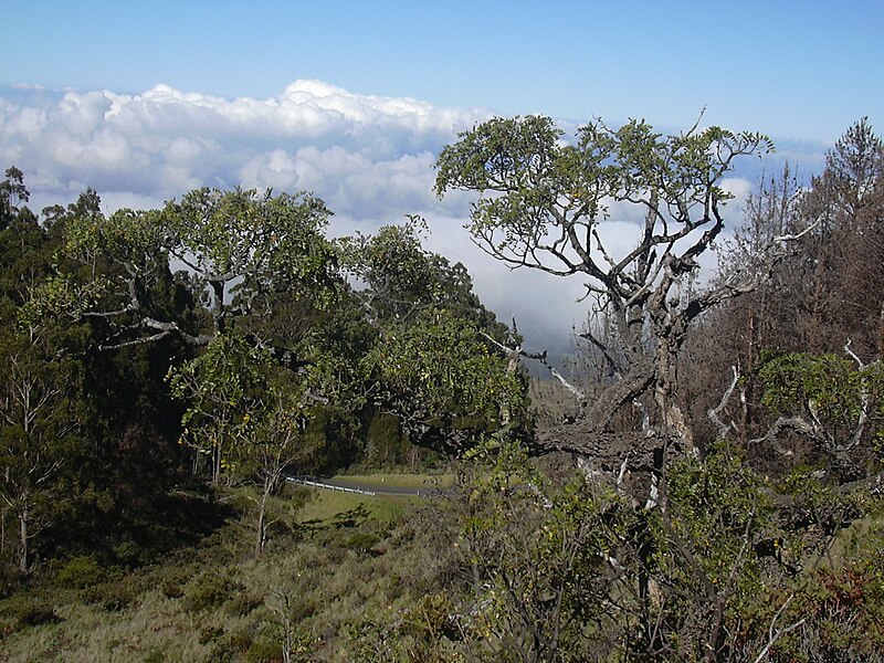 File:Starr 040214-0068 Sophora chrysophylla.jpg