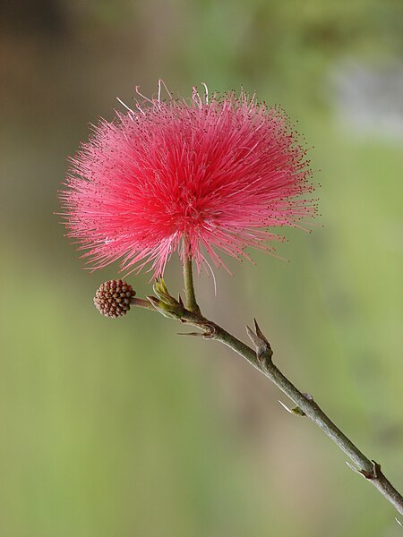 File:Starr 070308-5458 Calliandra haematocephala.jpg