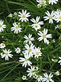 1=Stellaria holostea sur un chemin du Morvan}}