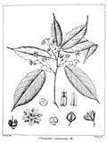 Vignette pour Stemonoporus acuminatus