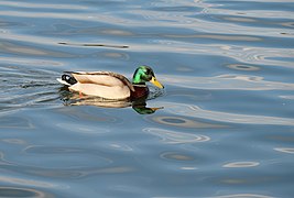 Stockente auf dem Pätzer Tonsee.jpg