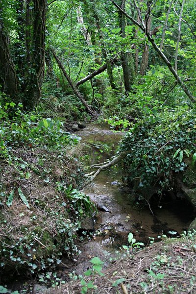 File:Stream through Woodland - geograph.org.uk - 219869.jpg