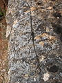 Stromatolites - Formación Caliza de Láncara - Barrios de Luna, León.JPG