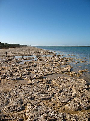 Stromatolithe: Les stromatolithes dans le passé, Les stromatolithes contemporaines, Modèles de croissance