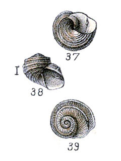 <i>Sukashitrochus morleti</i> Species of gastropod