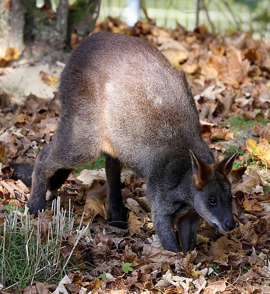 File:Sumpfwallaby Wallabia bicolor Tierpark Hellabrunn-2.jpg