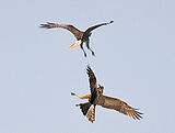 Territorial dispute between two Swamp Harriers over Edithvale Wetlands, Melbourne, Victoria, Australia