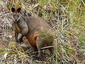 Swamp Wallaby on a rocky slope at Lisarow.