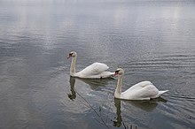 Swan white couple.jpg
