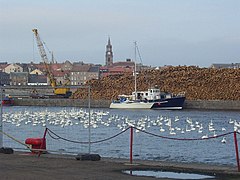 Swans in the dock at Berwick on Tweed - geograph.org.uk - 97921.jpg