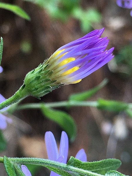 File:Symphyotrichum patens 101861640.jpg