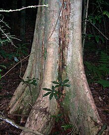 Syzygium corynanthum - природен резерват Бооргана.jpg