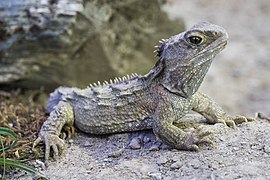 Tuatara