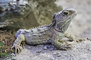 Tuatara at West Coast Wildlife Centre