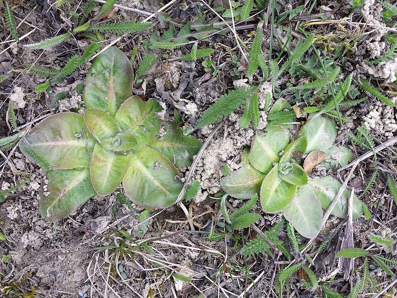 File:Taraxacum serotinum sl40.jpg