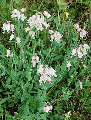 Pigeon catchfly (Silene vulgaris)