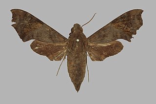 <i>Temnora elisabethae</i> Species of moth