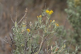 <i>Tetradymia canescens</i> Species of flowering plant