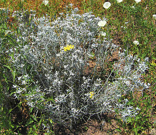 <i>Tetradymia comosa</i> Species of flowering plant